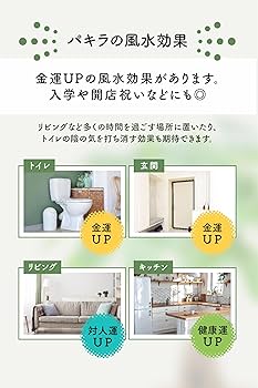 Amazon｜[ miipas ] パキラ 5号鉢 観葉植物 本物 ねじり